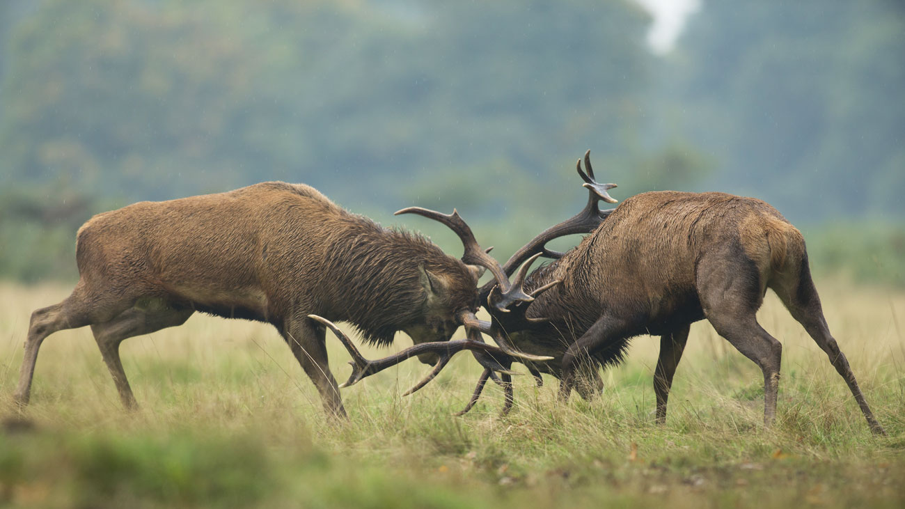 Red deer rut at dawn (in Dutch)