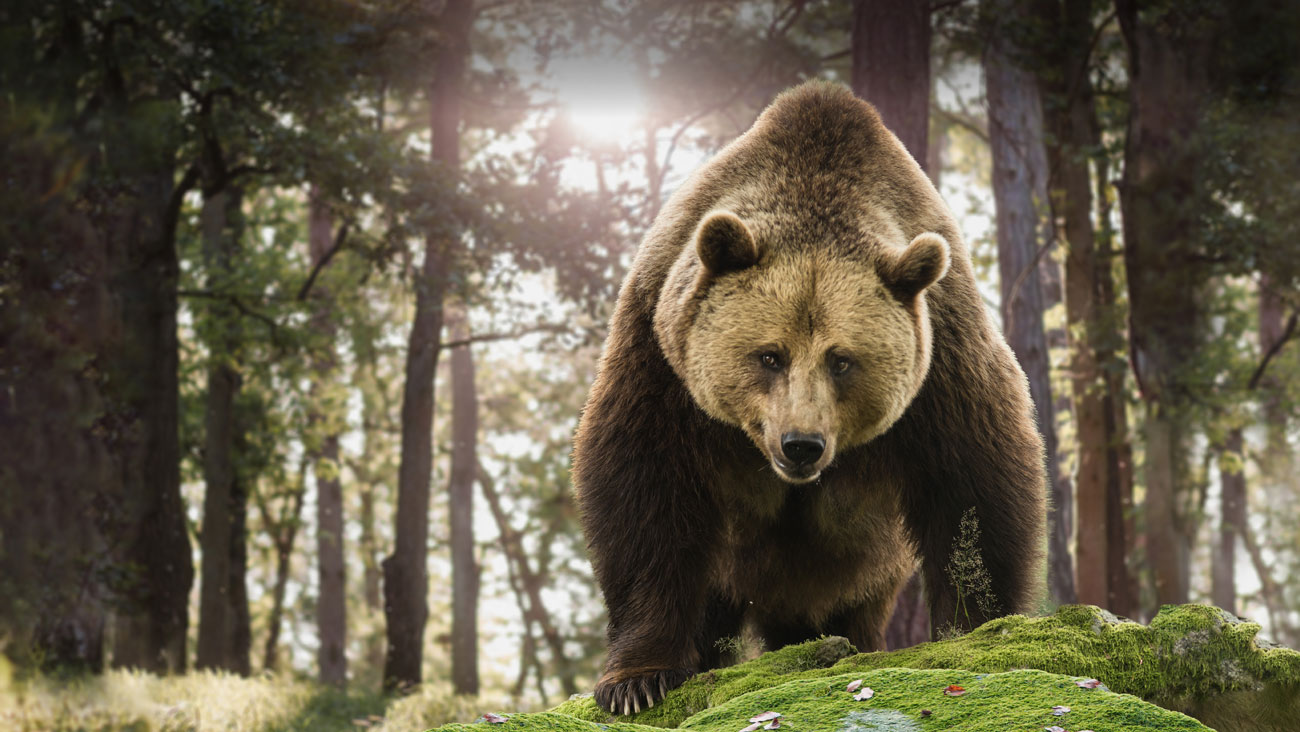 Histoires d'Ours