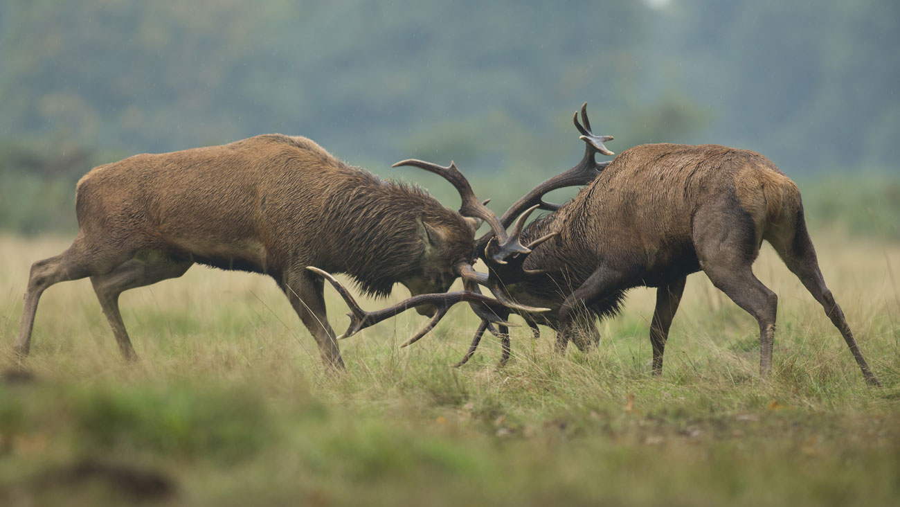 Brame du cerf au crépuscule