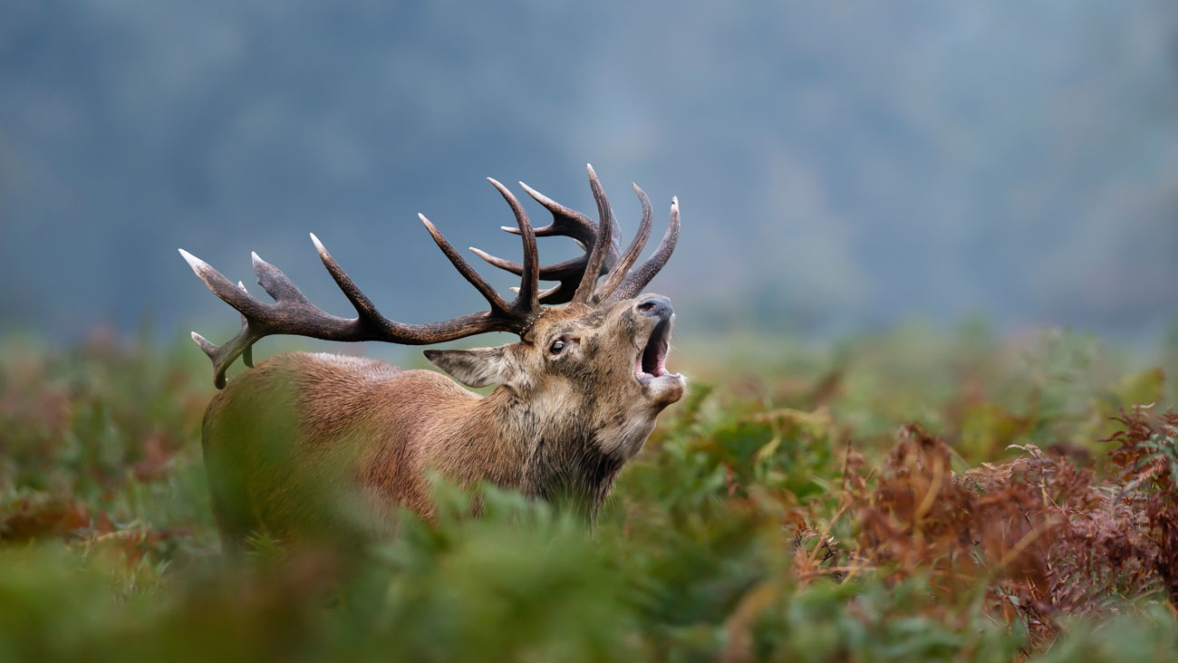 Brame du cerf au crépuscule + Repas