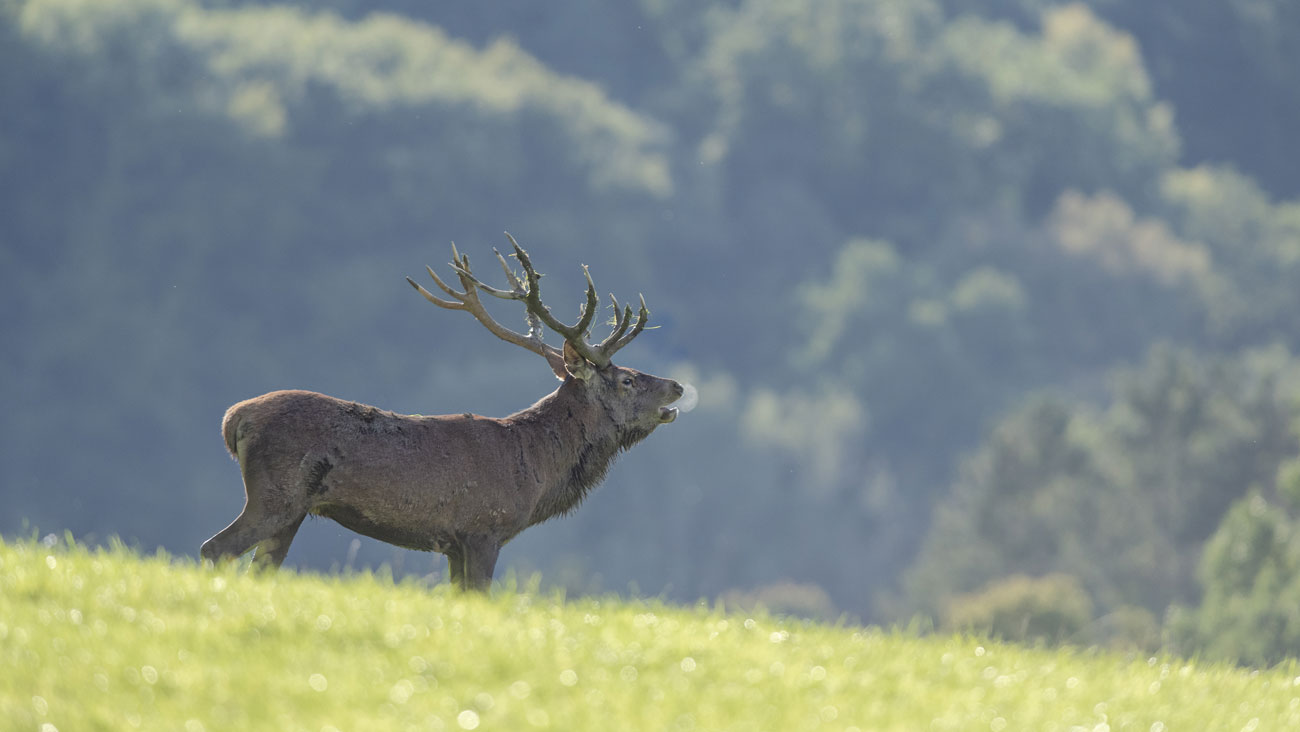 Brame du cerf au lever du jour