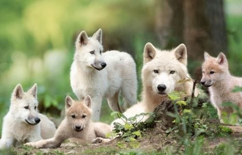 Histoires de Loups expliqu&eacute;es aux enfants