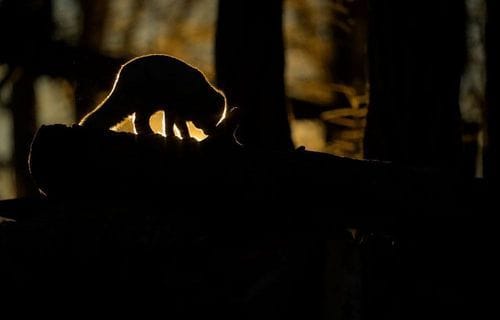 Au clair de lune